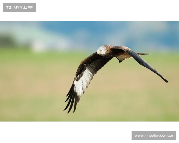【AI绘图】火箭成功猎杀老鹰！飞的再高也能击落你~